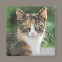 Cool Cat magnets by Jack_of_Arts Cool Cat magnets