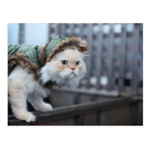 Cool cat postcards