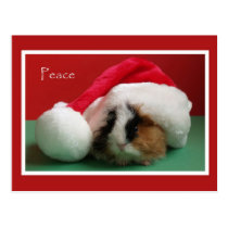 Cool Christmas Guinea Pig Post Card postcards