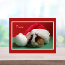 Cool Christmas Guinea Pig Post Card postcards