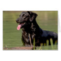Cool dip cards by thomasphoto60 Cool dip cards