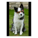 Cool Dog cards