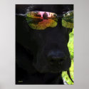 Cool Dog posters