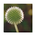 Cool Globe Thistle Magnet by pulsDesign Cool Globe Thistle Magnet