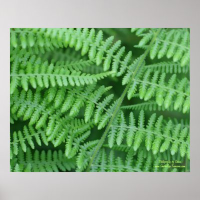 Cool Ferns