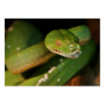 Cool Green Tree Boa Business Cards