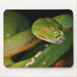 Cool Green Tree Boa Mouse Pad