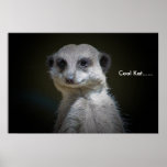 Cool Kat...... Posters
