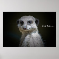 Cool Kat...... Posters