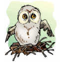 Cool Owl Tees t-shirts