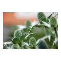 Cool Plant Poster posters by pulsDesign Cool Plant Poster posters