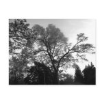 Cool Tree Photography. Post Card