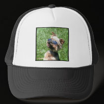 Cool Yorkshire Terrier hats