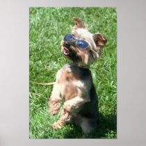 Cool Yorkshire Terrier poster