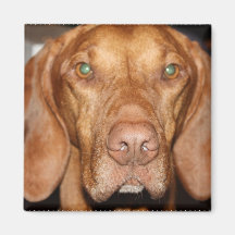 Coon Hound Square Magnet