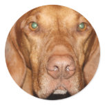 Coon Hound Stickers
