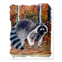 coon posters