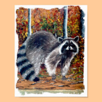 coon posters by pattycake coon posters