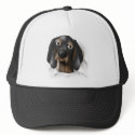 Coonhound (Black and Tan) Busting Out hat