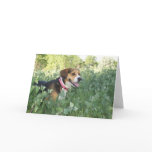 Cooper The Beagle Hunting In Brush Greeting Card
