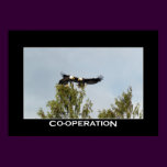COOPERATION Bald Eagles Photo Poster