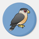 Cooper's Hawk Fridge Magnets