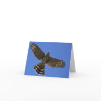 Cooper's Hawk - Joe Sweeney - card