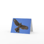 Cooper's Hawk - Joe Sweeney - card