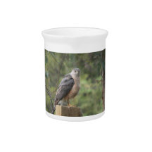 Cooper's Hawk Pitcher