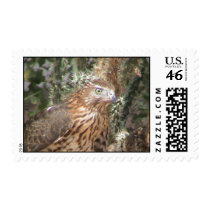 Cooper's Hawk postage