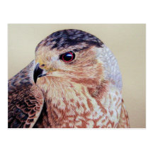 Coopers Hawk Postcards