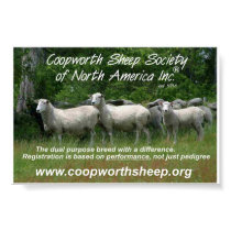 Coopworth Sheep posters