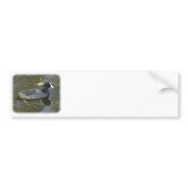 Coot 9P051D-066 bumper stickers by TraffordPhotos Coot 9P051D-066 bumper stickers