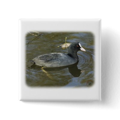 Coot 9P051D-066 Pinback Buttons by TraffordPhotos