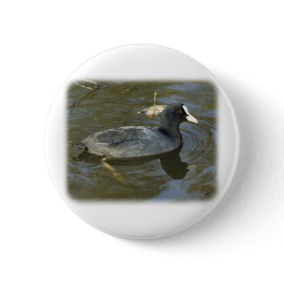 Coot 9P051D-066 Button by TraffordPhotos