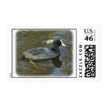 Coot 9P051D-066 postage by TraffordPhotos Coot 9P051D-066 postage