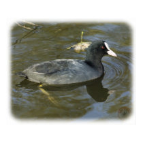 Coot 9P051D-066 posters by TraffordPhotos Coot 9P051D-066 posters