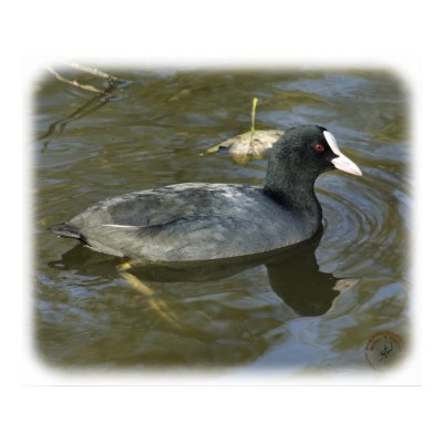 Coot 9P051D-066 Print by TraffordPhotos