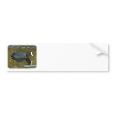 Coot 9R005D-125 Bumper Sticker by TraffordPhotos