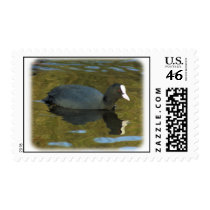Coot 9R005D-125 postage by TraffordPhotos Coot 9R005D-125 postage