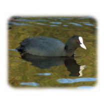 Coot 9R005D-125 posters by TraffordPhotos Coot 9R005D-125 posters