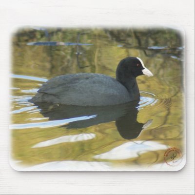 Coot 9R005D-127 Mouse Pad by TraffordPhotos