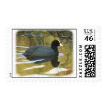 Coot 9R005D-127 postage by TraffordPhotos Coot 9R005D-127 postage