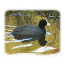 Coot 9R005D-127 posters by TraffordPhotos Coot 9R005D-127 posters