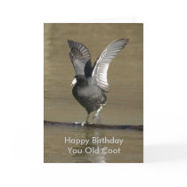 Coot cards by amwesley Coot cards