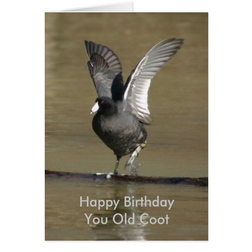 coot greeting card