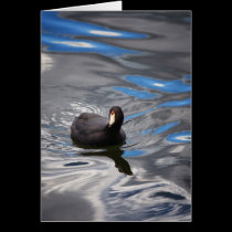 COOT EN BLEU BIRTHDAY CARD cards