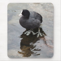 Coot mousepads