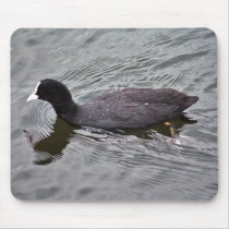 Coot mousepads