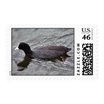 Coot postage by Thorninger Coot postage